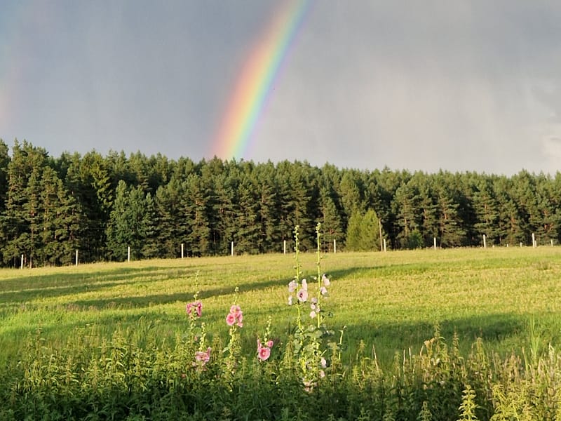 Tęcza nad łąką i ścianą lasu
